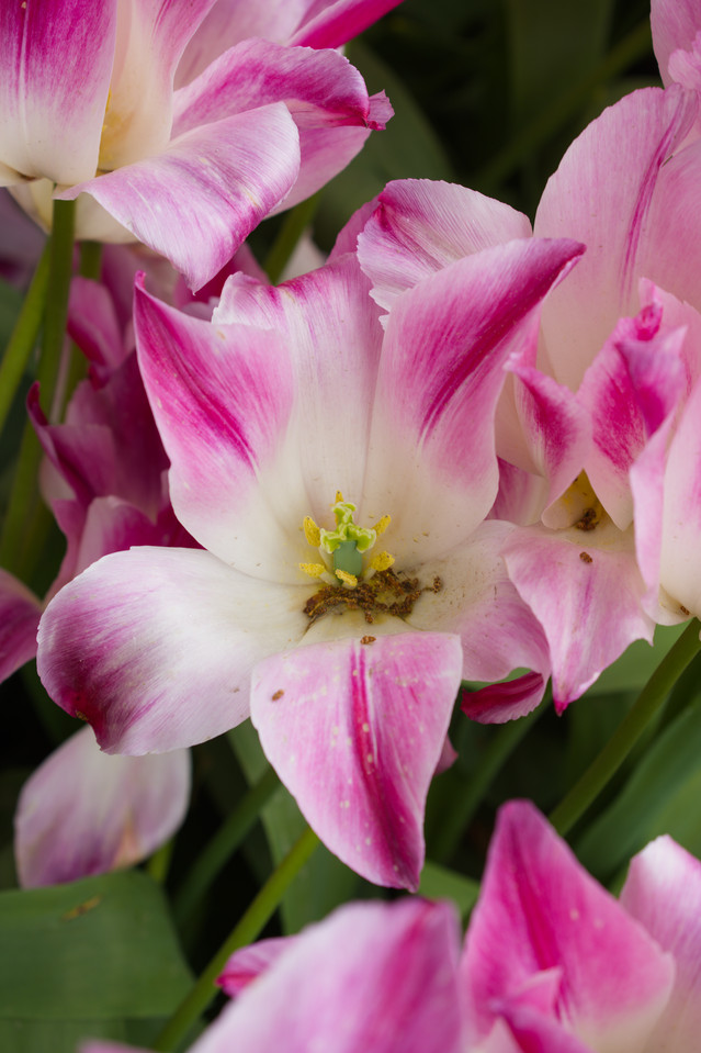 Tulip Festival - Closeup I