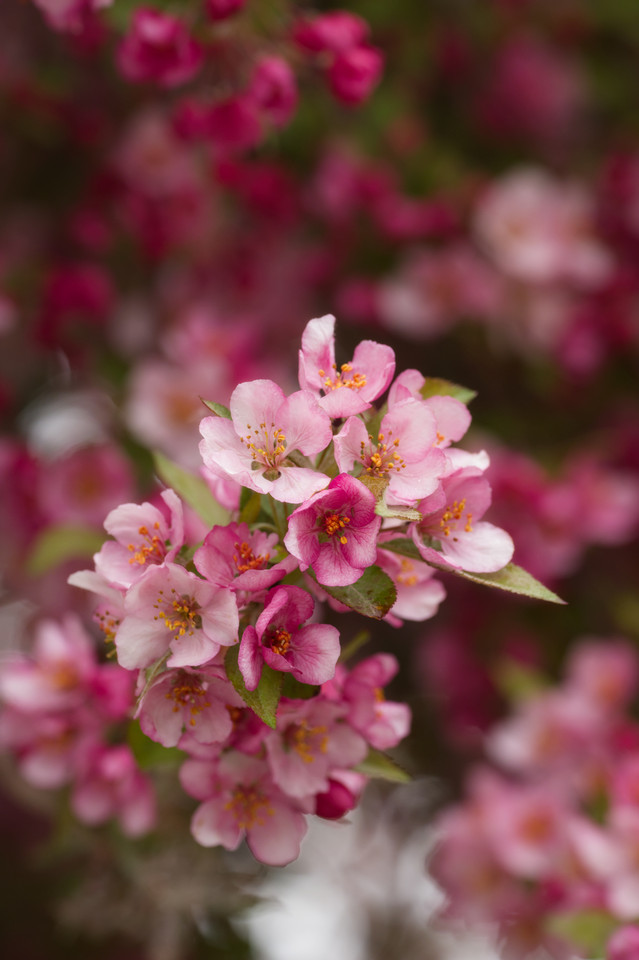 Tulip Festival - Crabapple Blossoms II