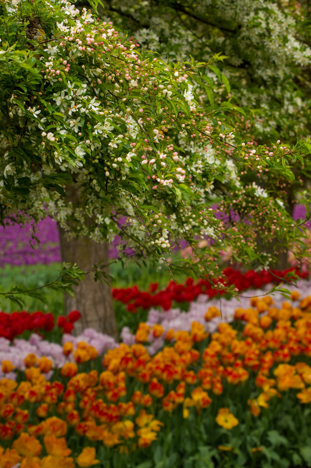 Tulip Festival - Crabapple Blossoms I