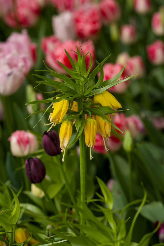 Tulip Festival - Crown Imperial