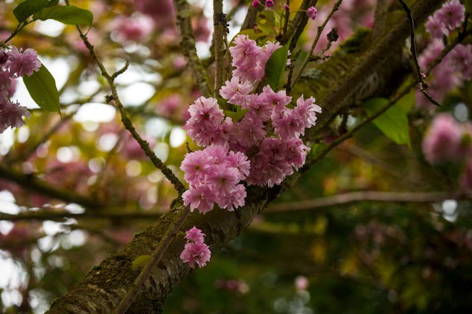 Tulip Festival - Kwanzan Cherry Blossoms