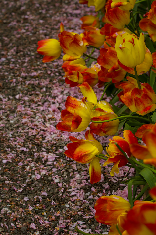 Tulip Festival - Orange Tulips and Cherry Blossoms