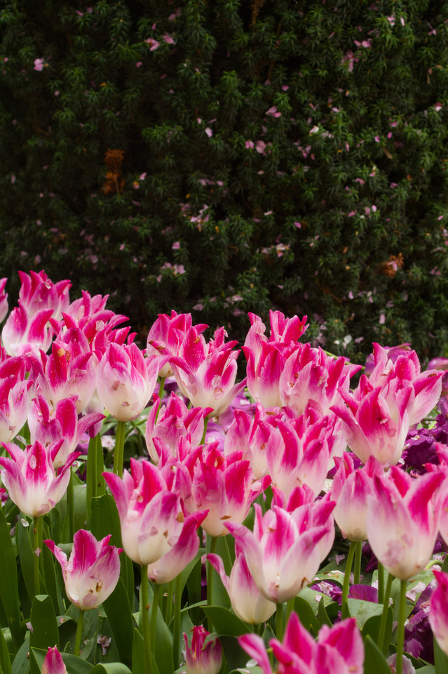 Tulip Festival - Pink against Pink