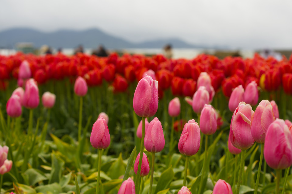 Tulip Festival - Pink and Red