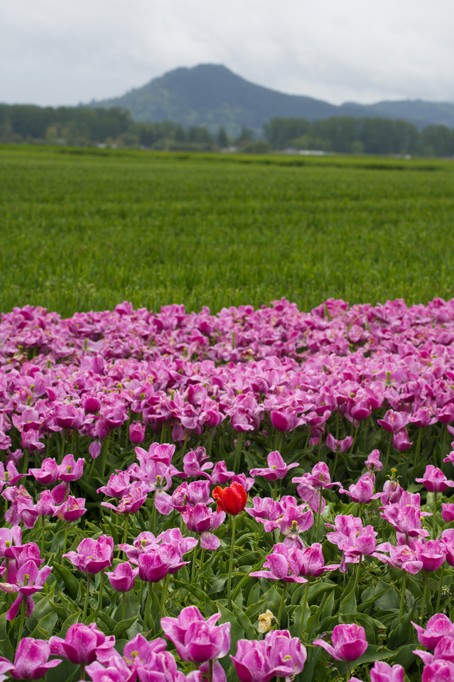 Tulip Festival - Red Alone II