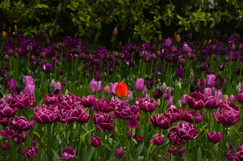 Tulip Festival - Red Alone I