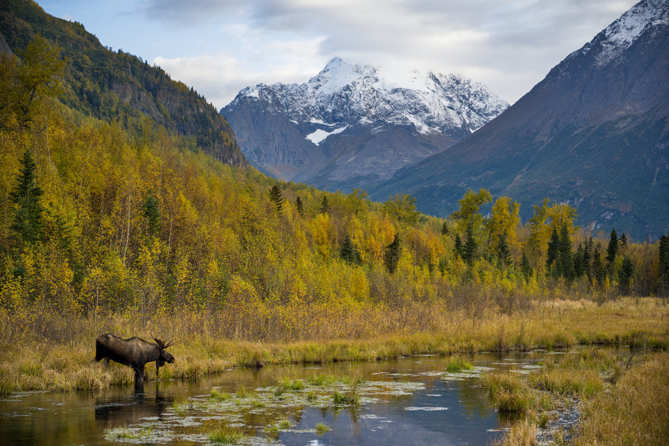 Eagle River - Moose and Mountains