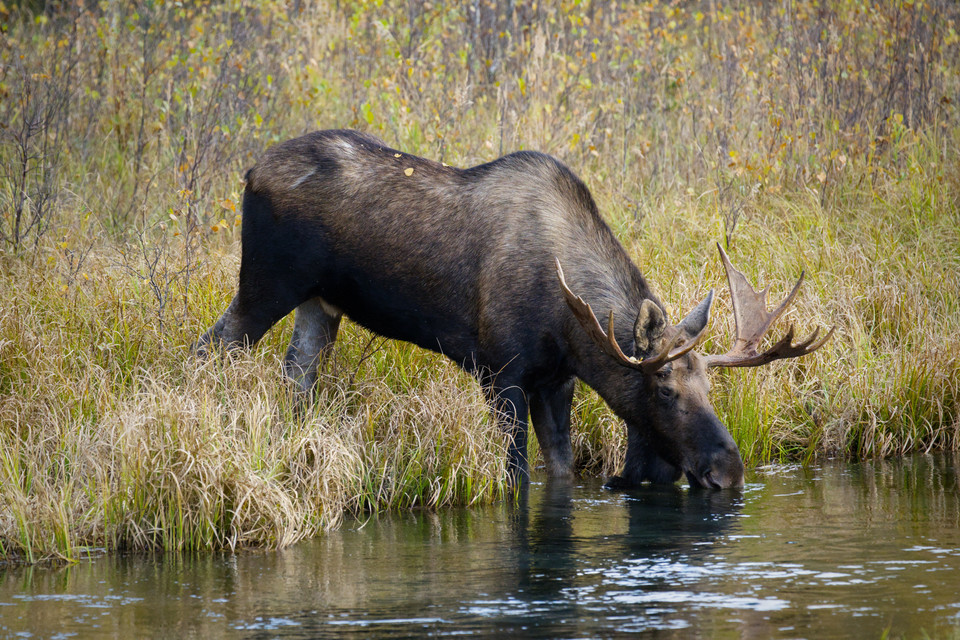 Eagle River - Moose