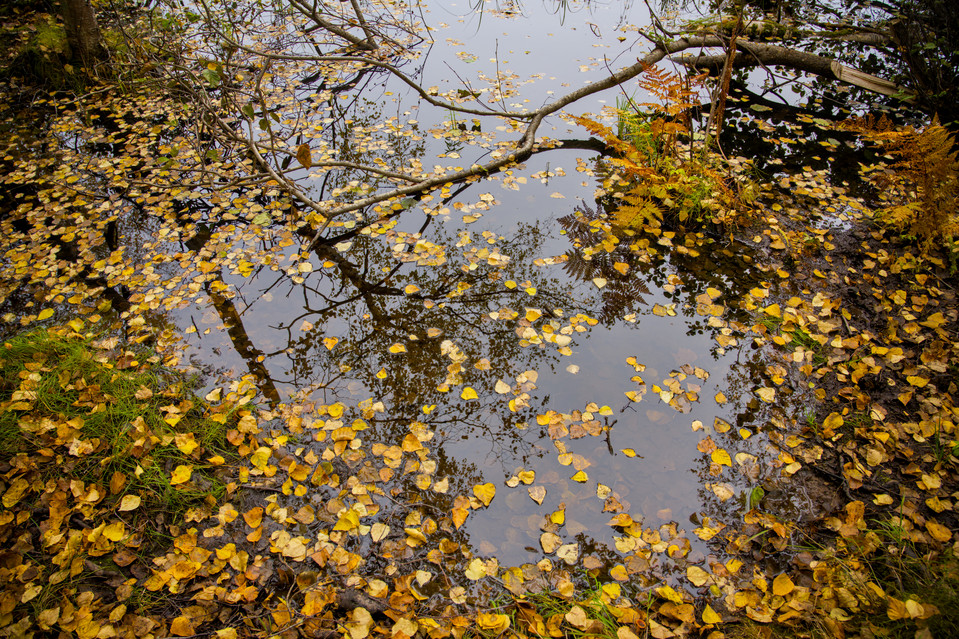 Little Campbell Lake - Lake Foliage II