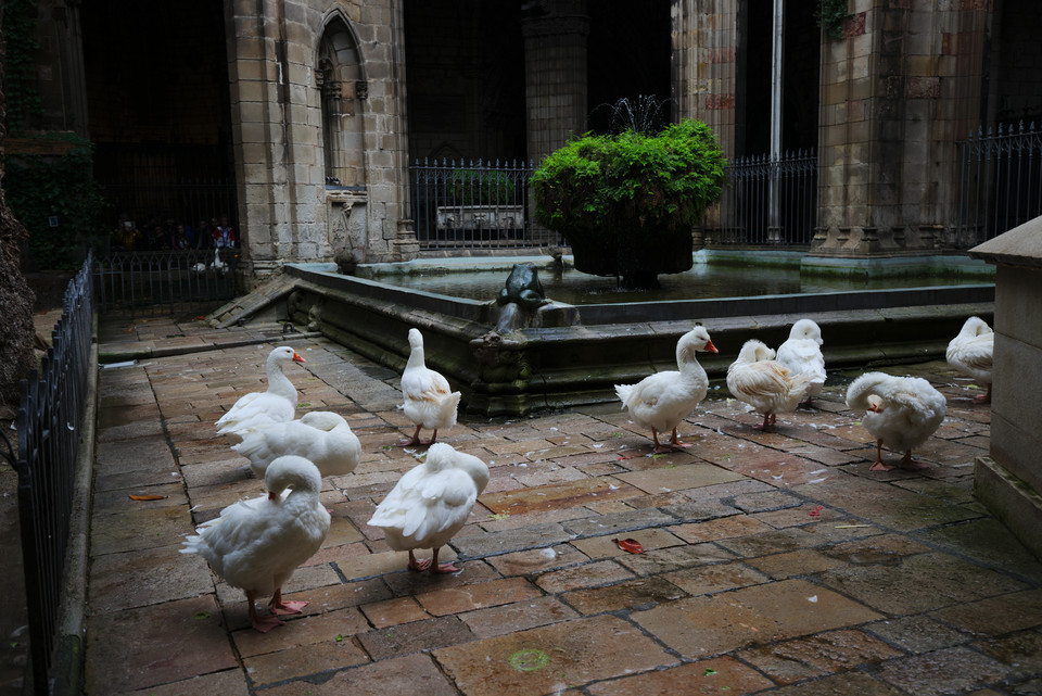 Barcelona Cathedral - Geese
