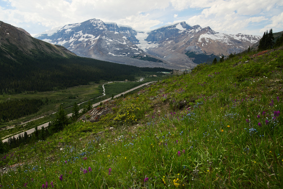 Wilcox Pass - Flowers and Glacier