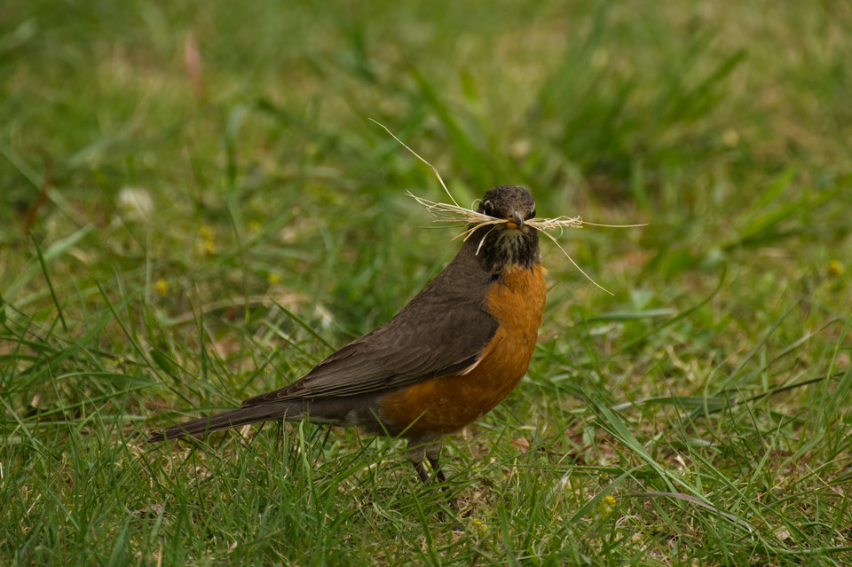 Barr Lake - American Robin