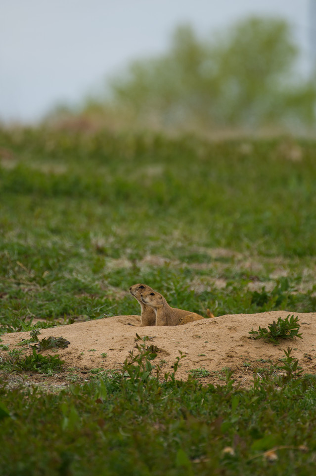 Barr Lake - Black-Tailed Prairie Dogs