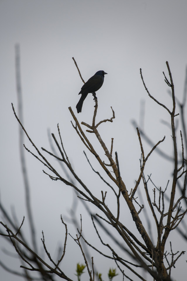 Barr Lake - Common Grackle