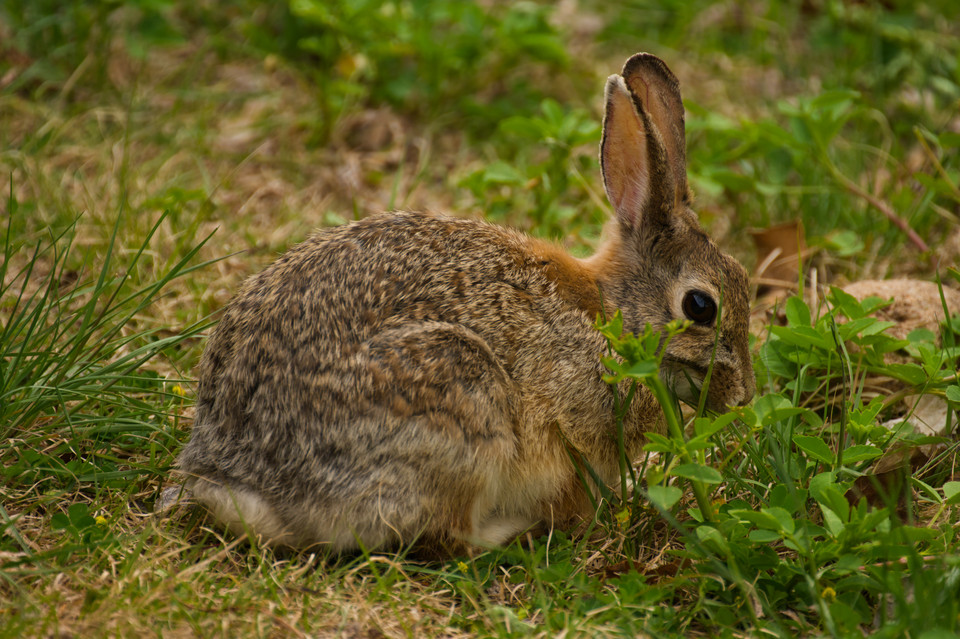 Barr Lake - Rabbit