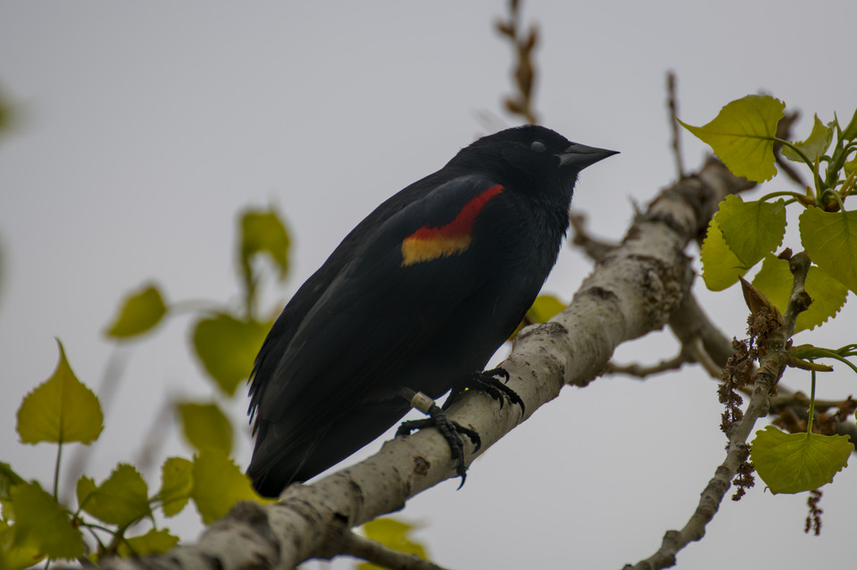 Barr Lake - Red-Winged Blackbird