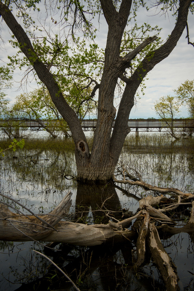 Barr Lake - Submerged Tree III