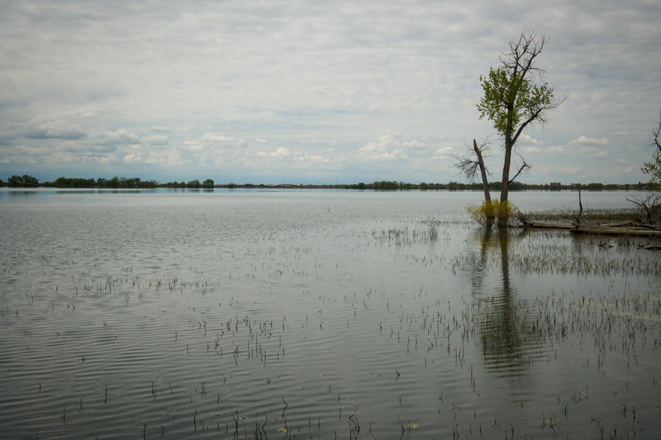 Barr Lake - Submerged Tree II