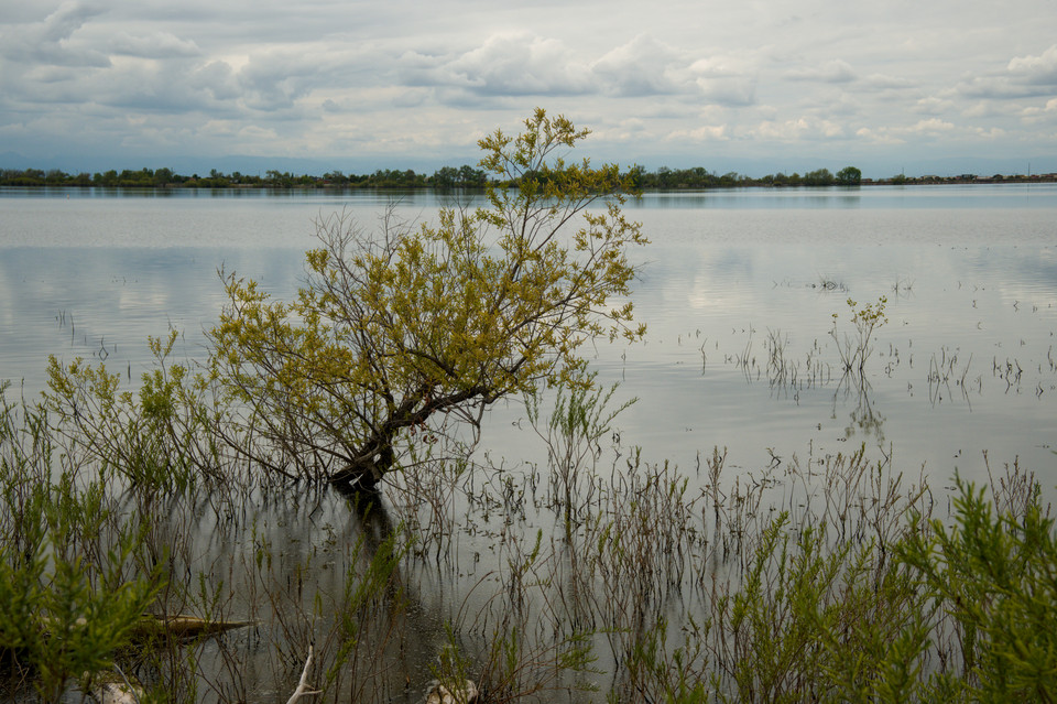 Barr Lake - Submerged Tree I