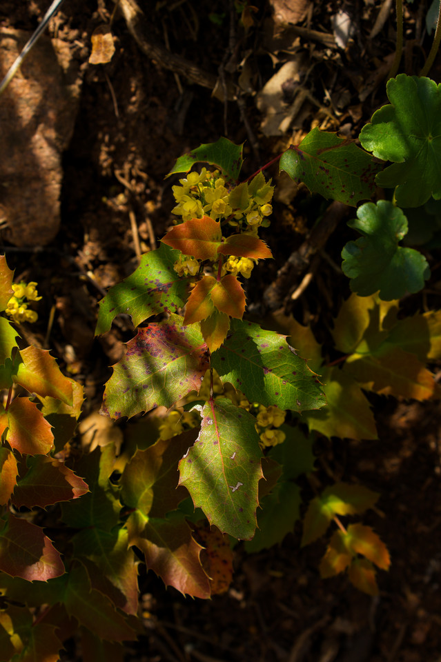 Red Rocks Park - Mahonia