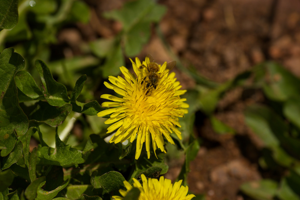 Red Rocks Park - Pollinator