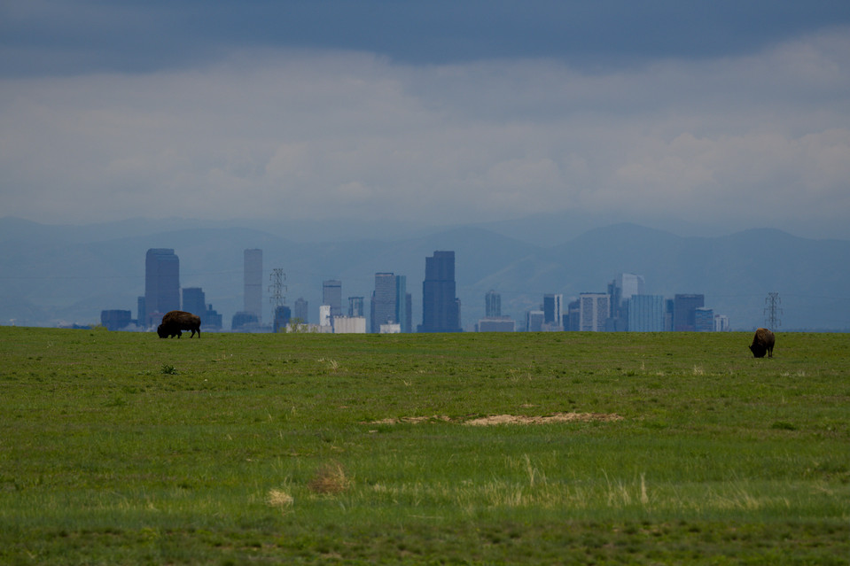 Rocky Mountain Arsenal National Wildlife Refuge - Bison and the City