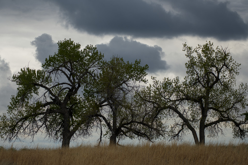 Rocky Mountain Arsenal National Wildlife Refuge - Trees on the Hill