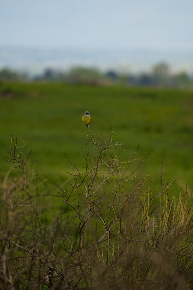 Rocky Mountain Arsenal National Wildlife Refuge - Western Kingbird