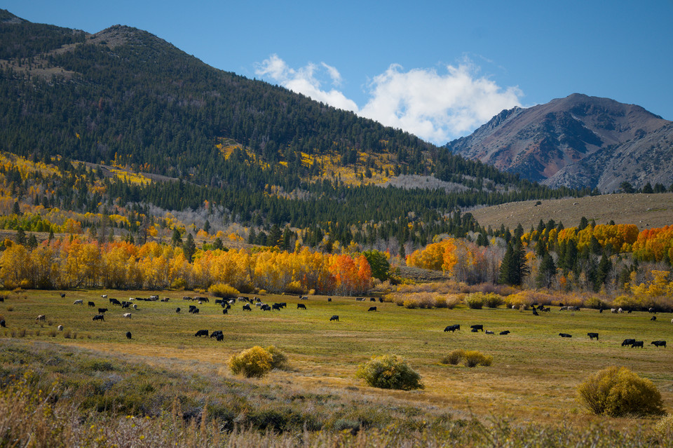 Dunderberg Meadow   Autumn Grazing thumb