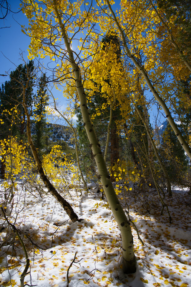 Parker Lake - Snowy Aspen
