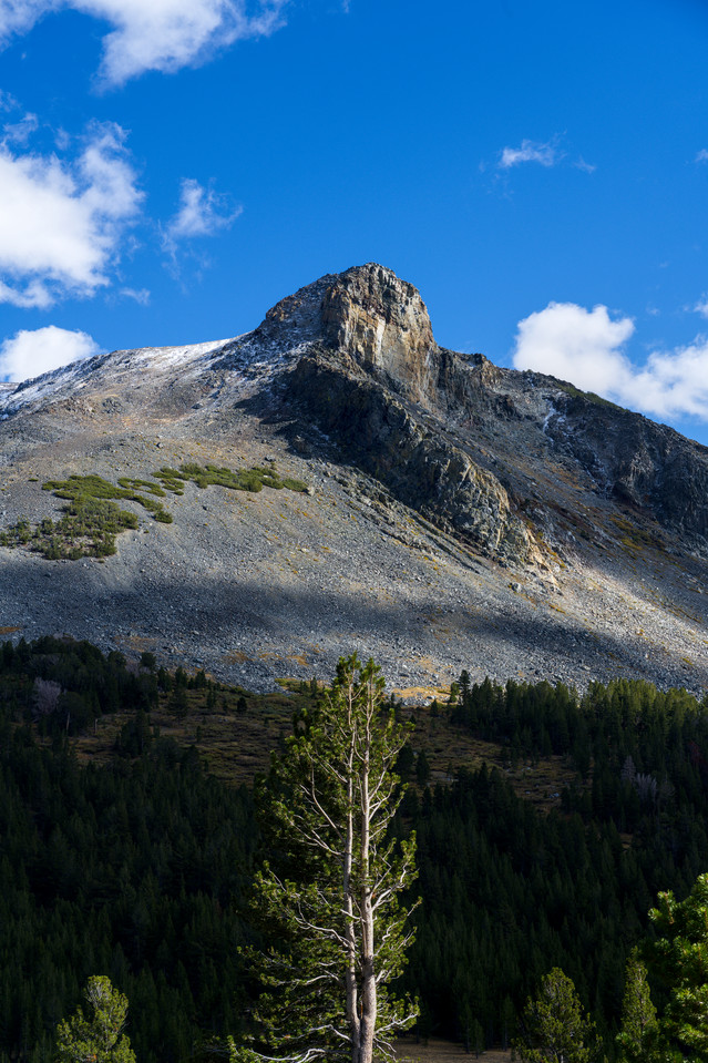 Yosemite National Park - Tree and Peak