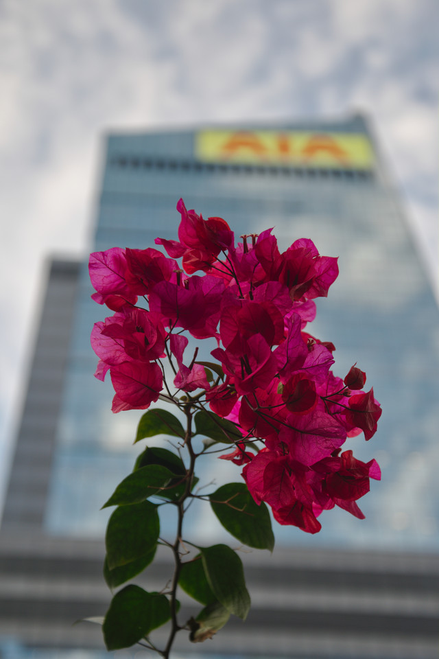 Chater Garden - Flower and Tower