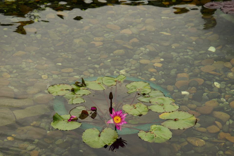 Chi Lin Nunnery - Water Lily
