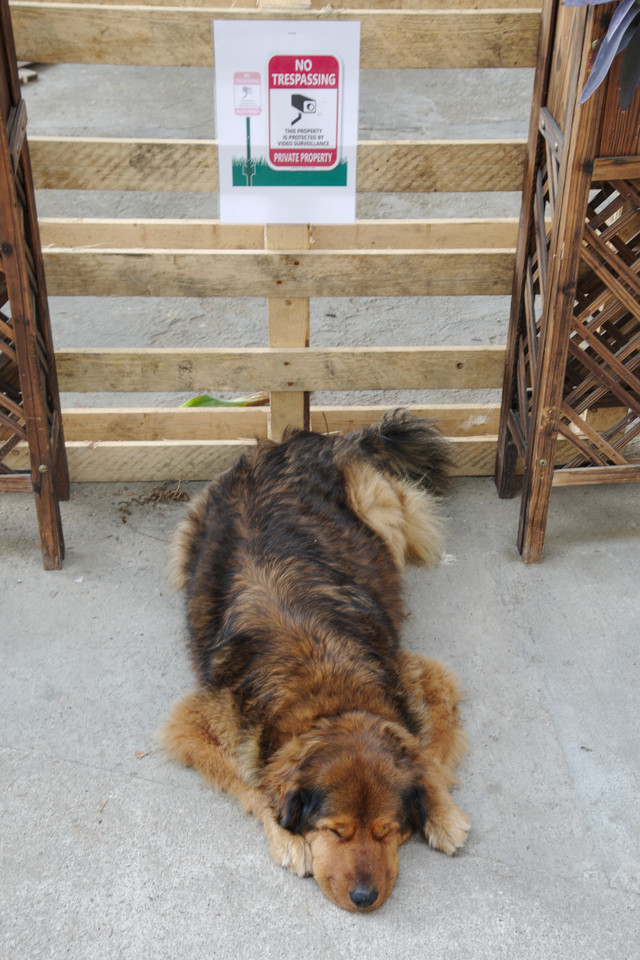 Lamma Island - Watchdog