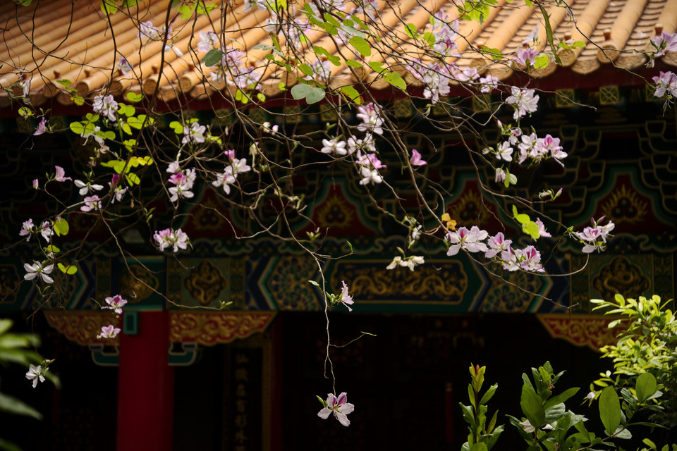 Sik Sik Yuen Wong Tai Sin Temple - Camels Foot Flowers
