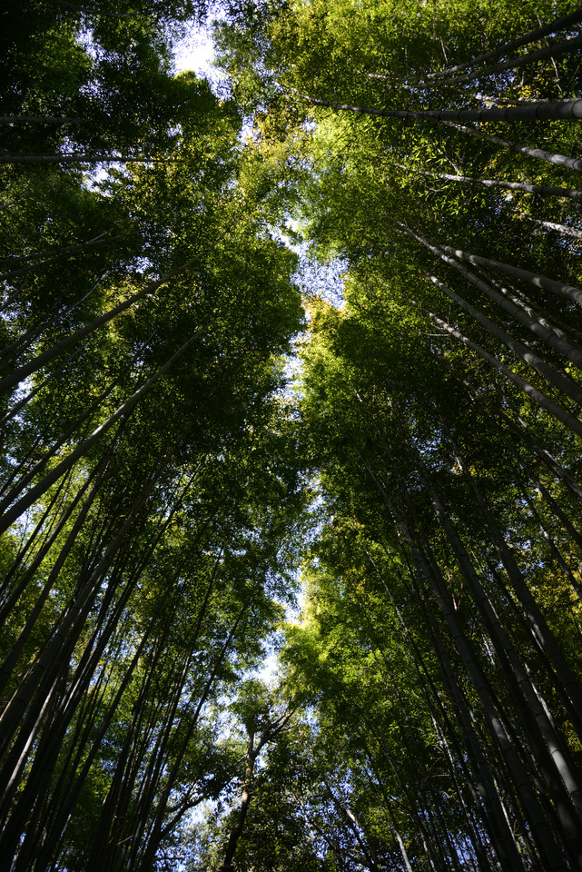 Arashiyama - Bamboo Grove III