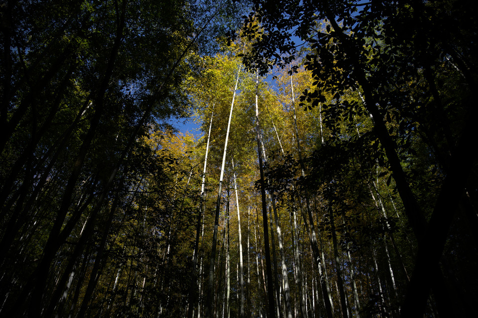 Arashiyama - Bamboo Grove II