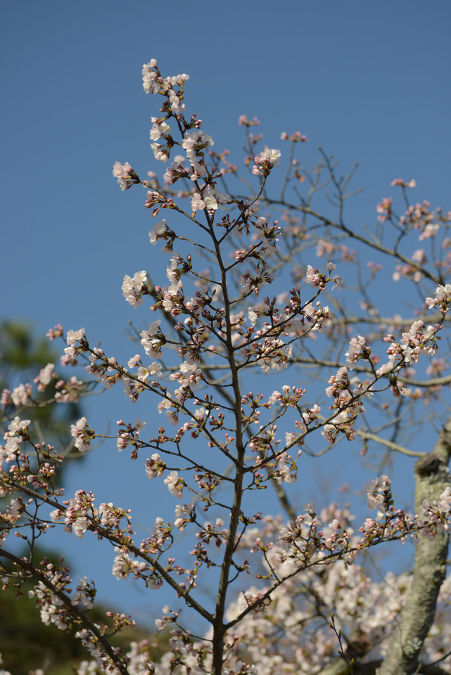 Arashiyama - Budding Cherry Blossoms