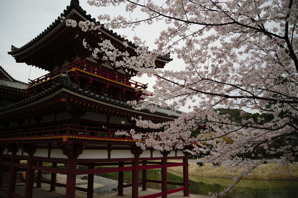Byodoin Temple - Cherry Blossoms