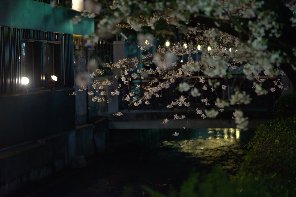 Kyoto at Night - Cherry Blossoms