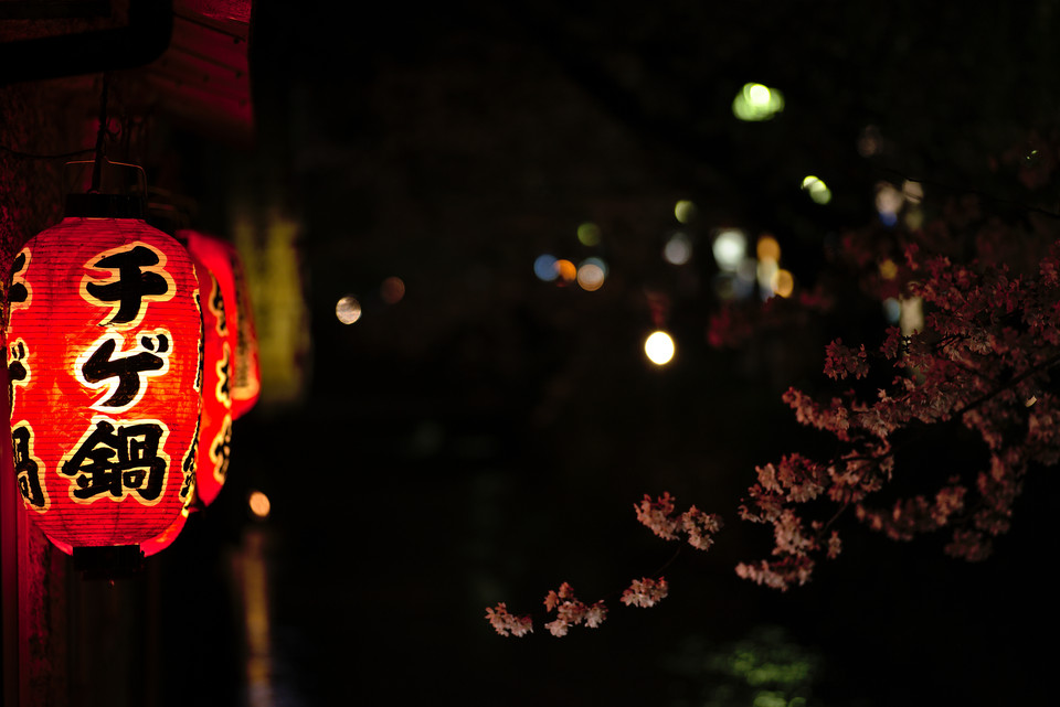 Kyoto at Night - Lantern-lit Blossoms