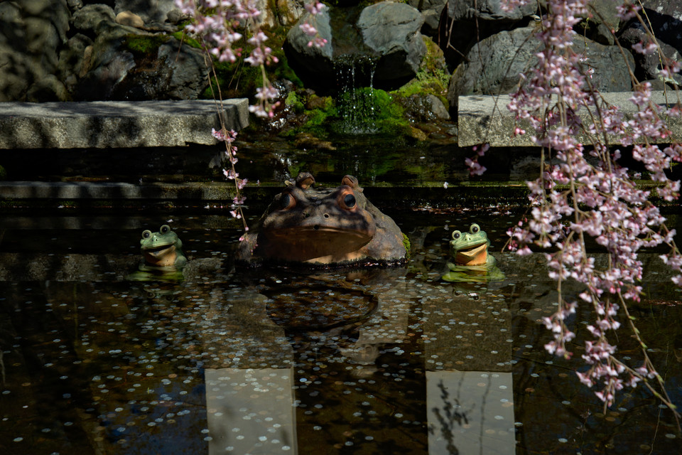 Tenryuji Temple - Frog Fountain