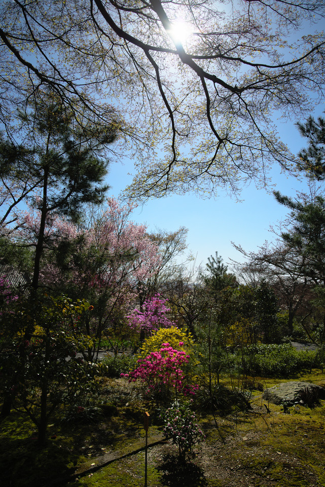 Tenryuji Temple - In the Gardens