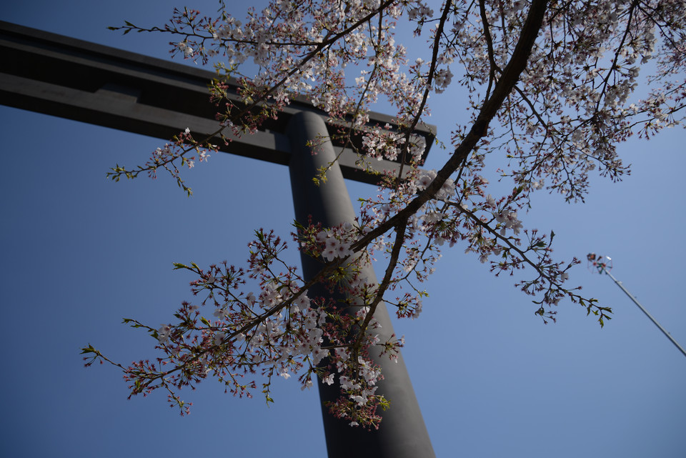 Kumano Hongu Taisha - Otorii and Cherry Blossoms