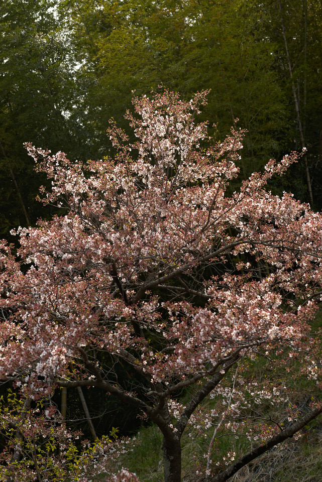 Kumano Nachi Taisha - Forest Blossom