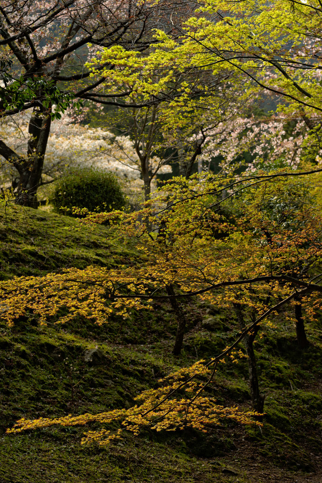 Kumano Nachi Taisha - Hillside Colors