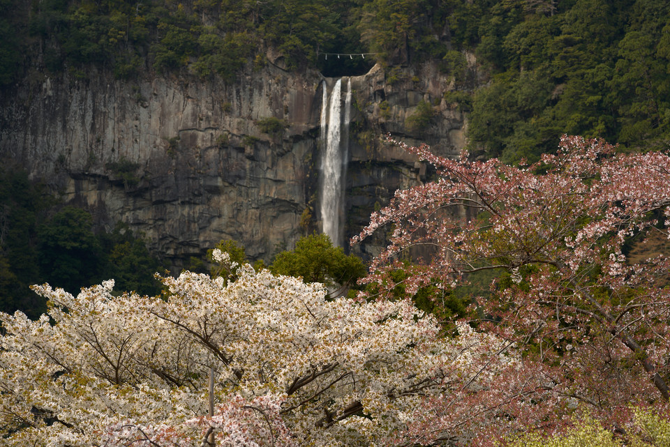 Kumano Nachi Taisha - Nachi Waterfall and Blossoms II