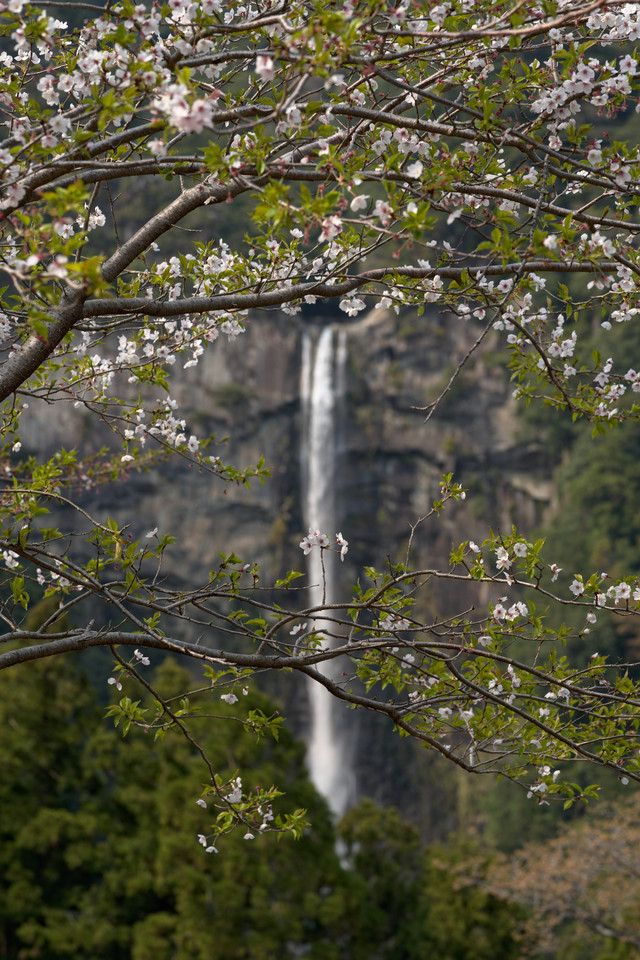 Kumano Nachi Taisha - Nachi Waterfall and Blossoms I