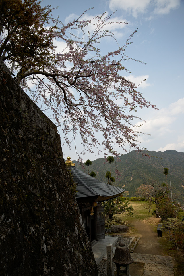 Kumano Nachi Taisha - Weeping Blossom