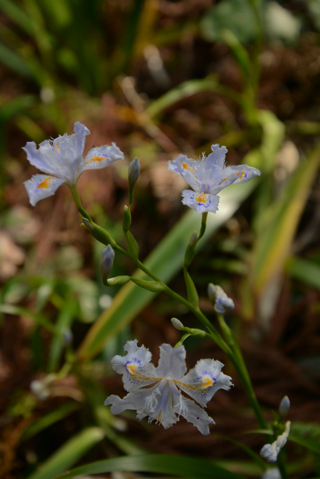 Matsumoto Pass - Irises on the Trail